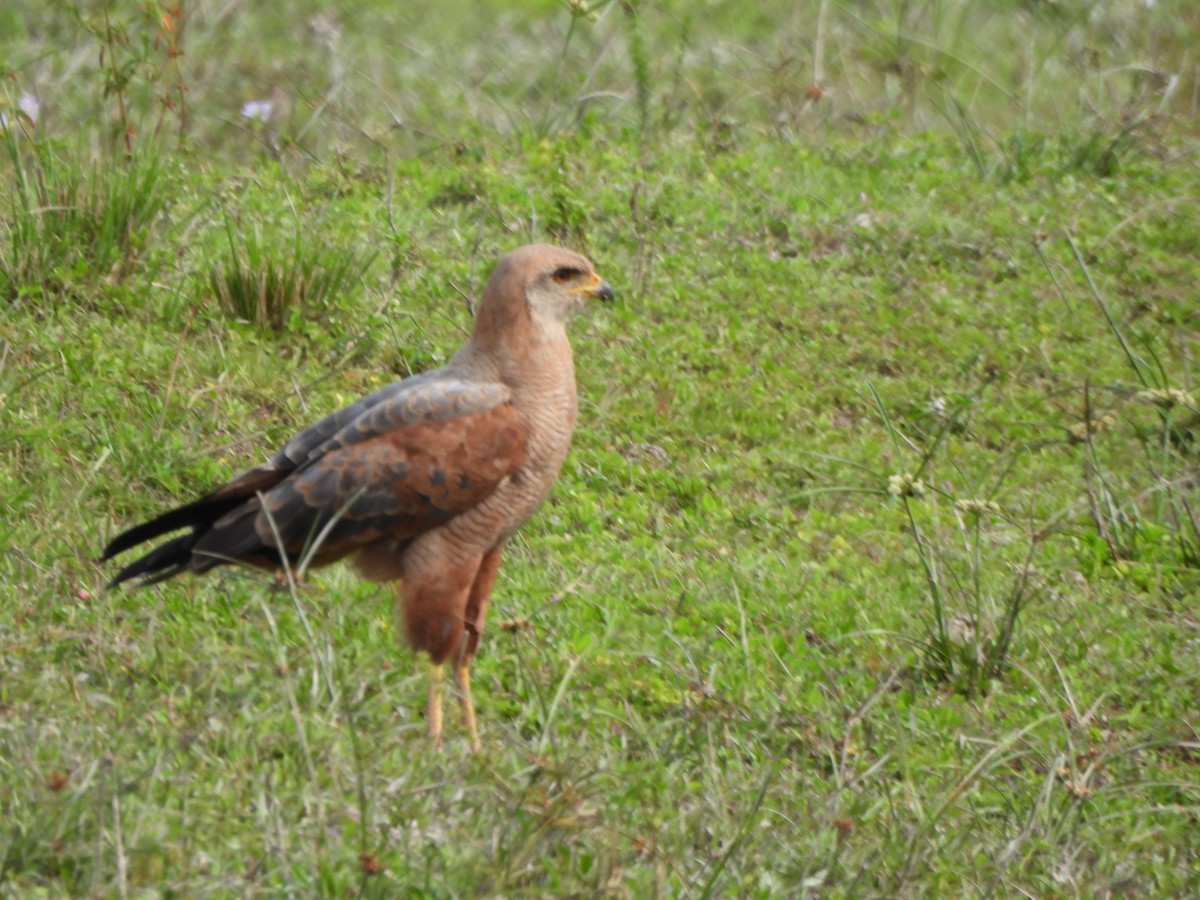 Otlak Şahini - ML647585416