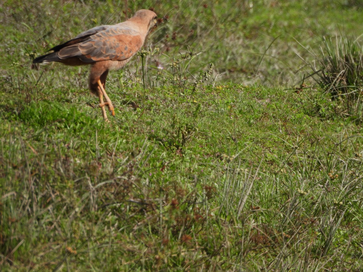 Otlak Şahini - ML647585417