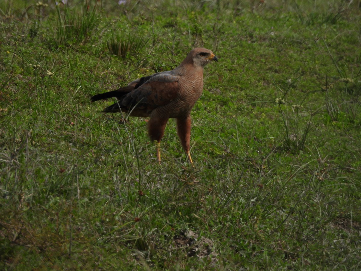 Otlak Şahini - ML647585418