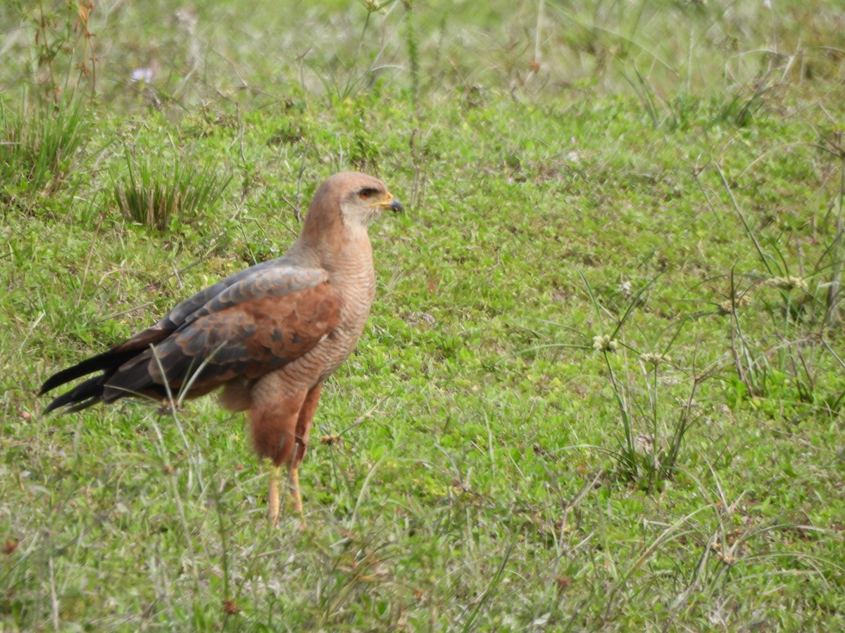 Otlak Şahini - ML647585419