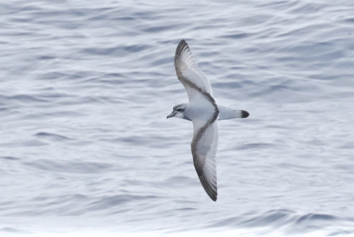 Büyük Priyon - ML647585421