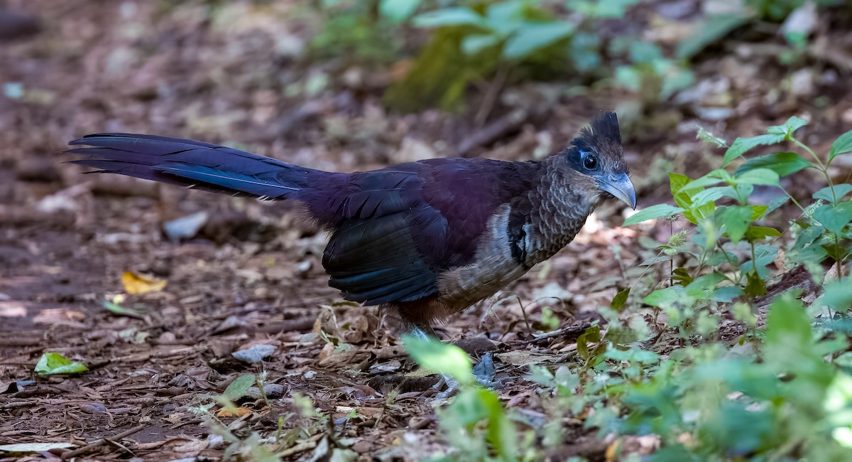 Kızılca Karınlı Yer Guguğu - ML647585423