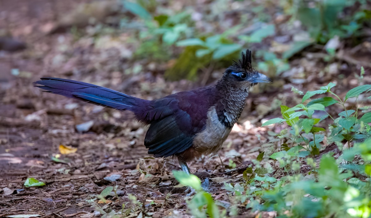 Kızılca Karınlı Yer Guguğu - ML647585424