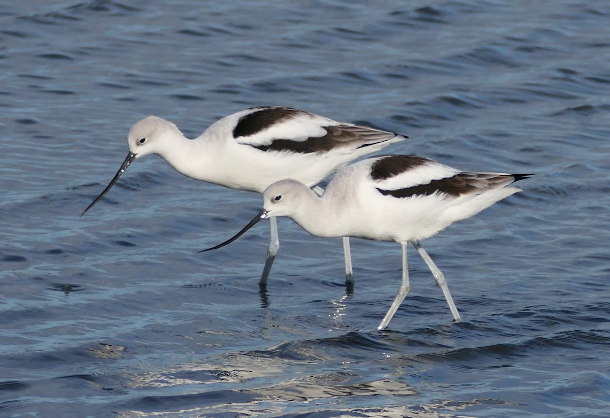 Kızıl Kılıçgaga - ML647585430