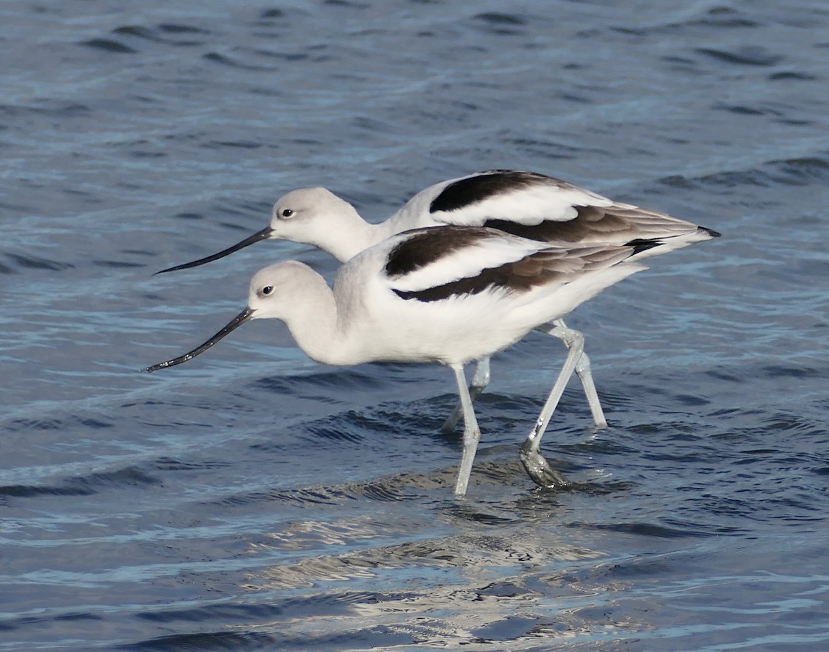 Kızıl Kılıçgaga - ML647585431