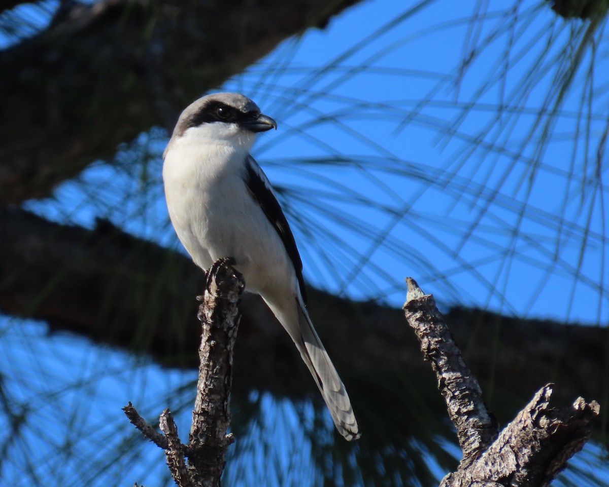 Amerika Örümcekkuşu - ML647585432