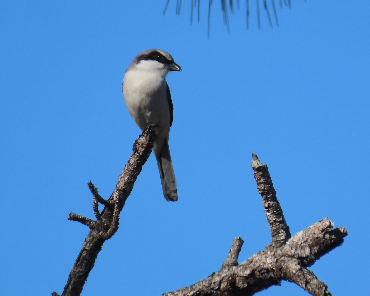 Amerika Örümcekkuşu - ML647585433