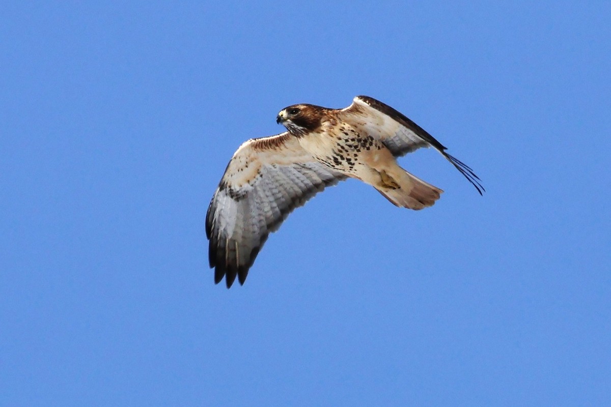 Kızıl Kuyruklu Şahin (borealis) - ML647585434