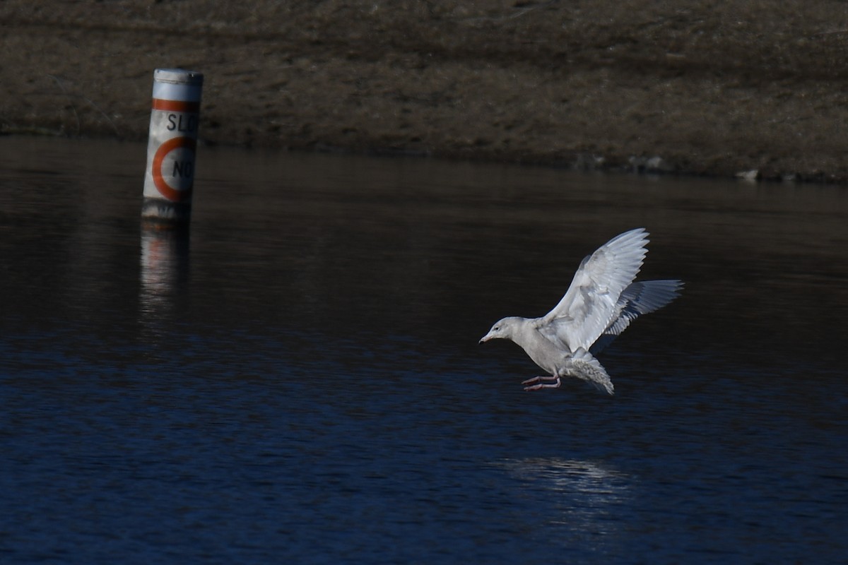 Kutup Martısı - ML647585438