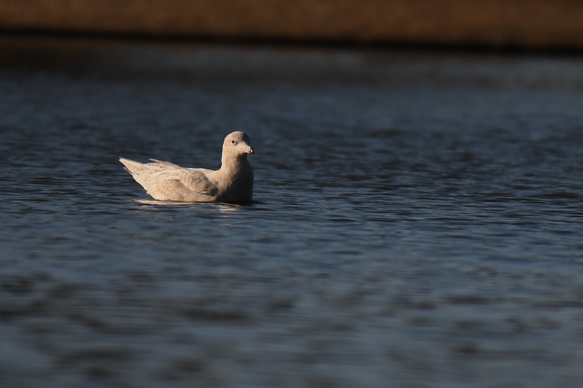 Kutup Martısı - ML647585439