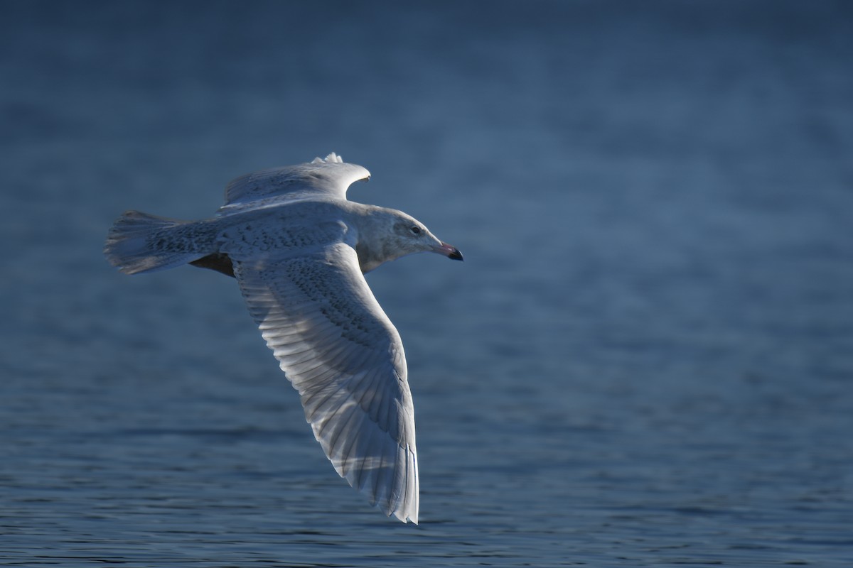 Kutup Martısı - ML647585440