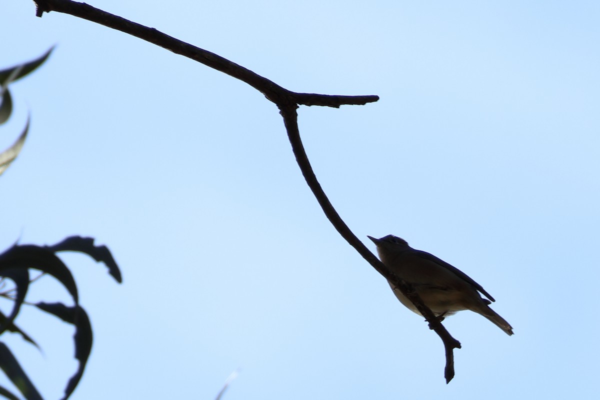 Kara Başlı Ötleğen - ML647585442