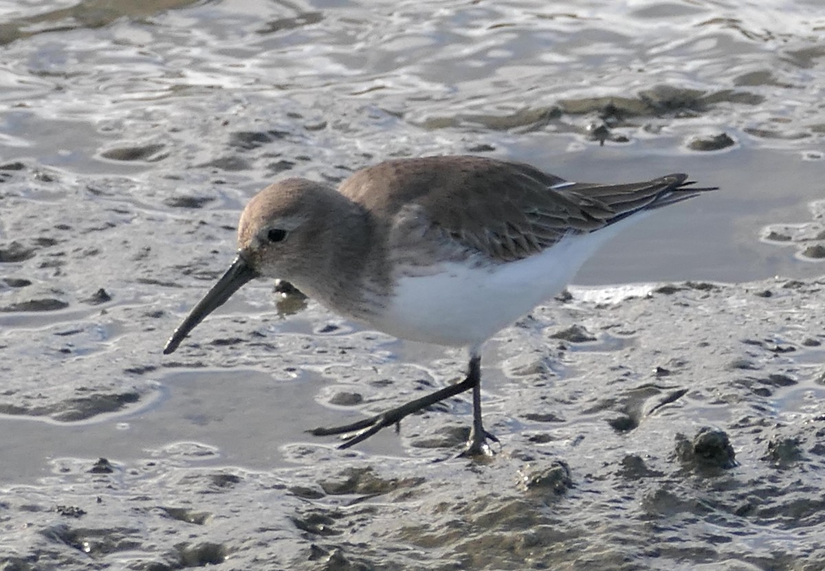 Kara Karınlı Kumkuşu - ML647585447