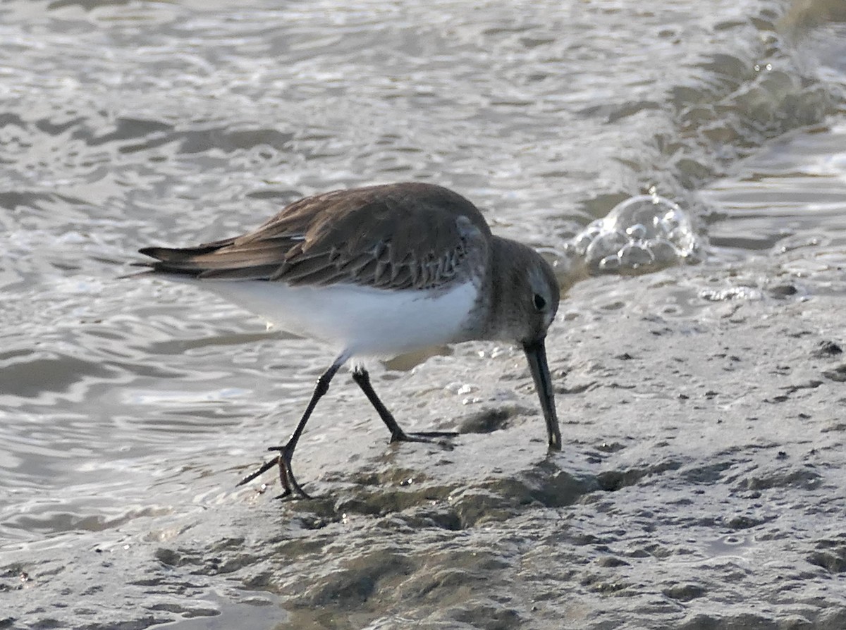 Kara Karınlı Kumkuşu - ML647585448