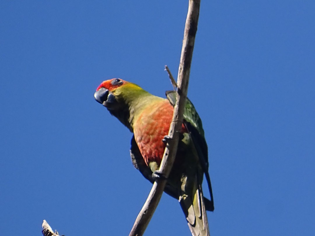 Altın Başlıklı Papağan - ML647585449