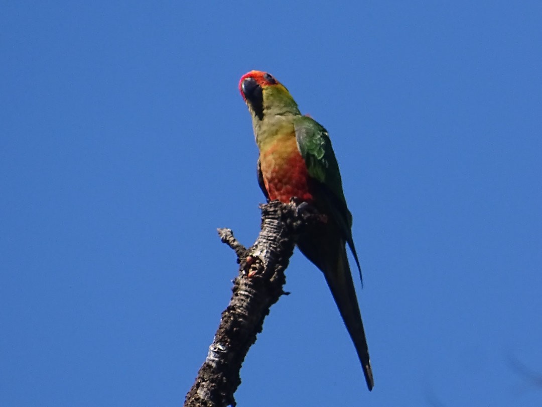 Altın Başlıklı Papağan - ML647585450