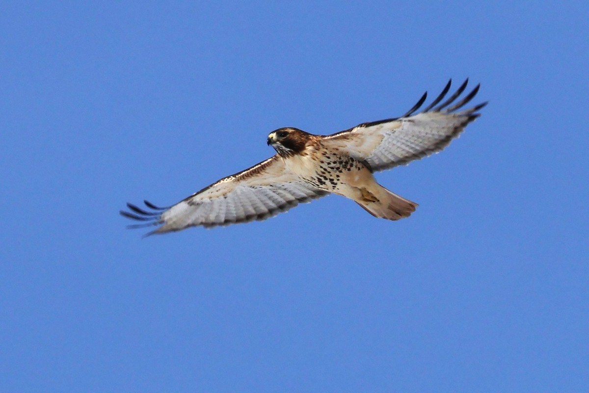 Kızıl Kuyruklu Şahin (borealis) - ML647585451