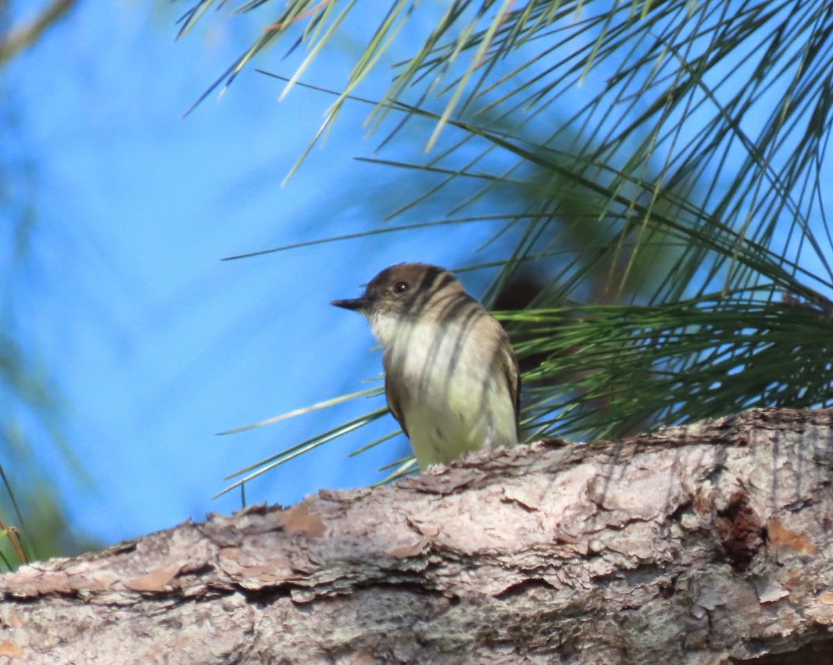 Ak Karınlı Fibi - ML647585452