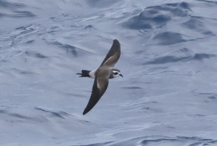 Weißgesicht-Sturmschwalbe - ML647585490