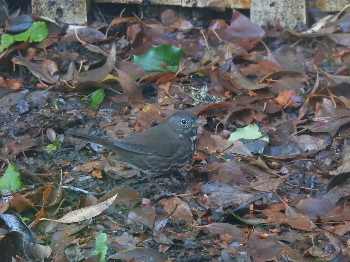 revespurv (unalaschcensis gr.) (sotrevespurv) - ML647585491