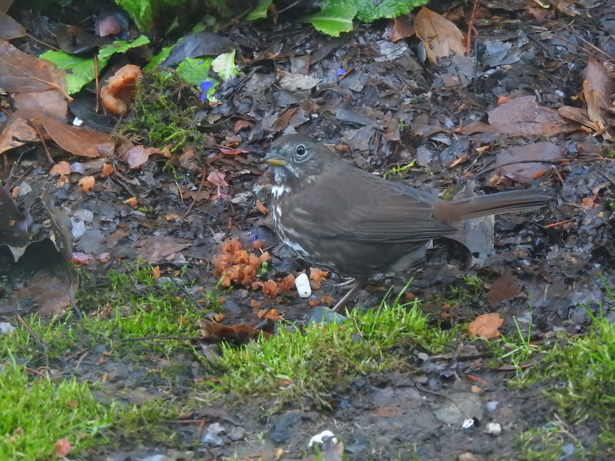 strnadec kaštanový [skupina unalaschcensis] - ML647585492