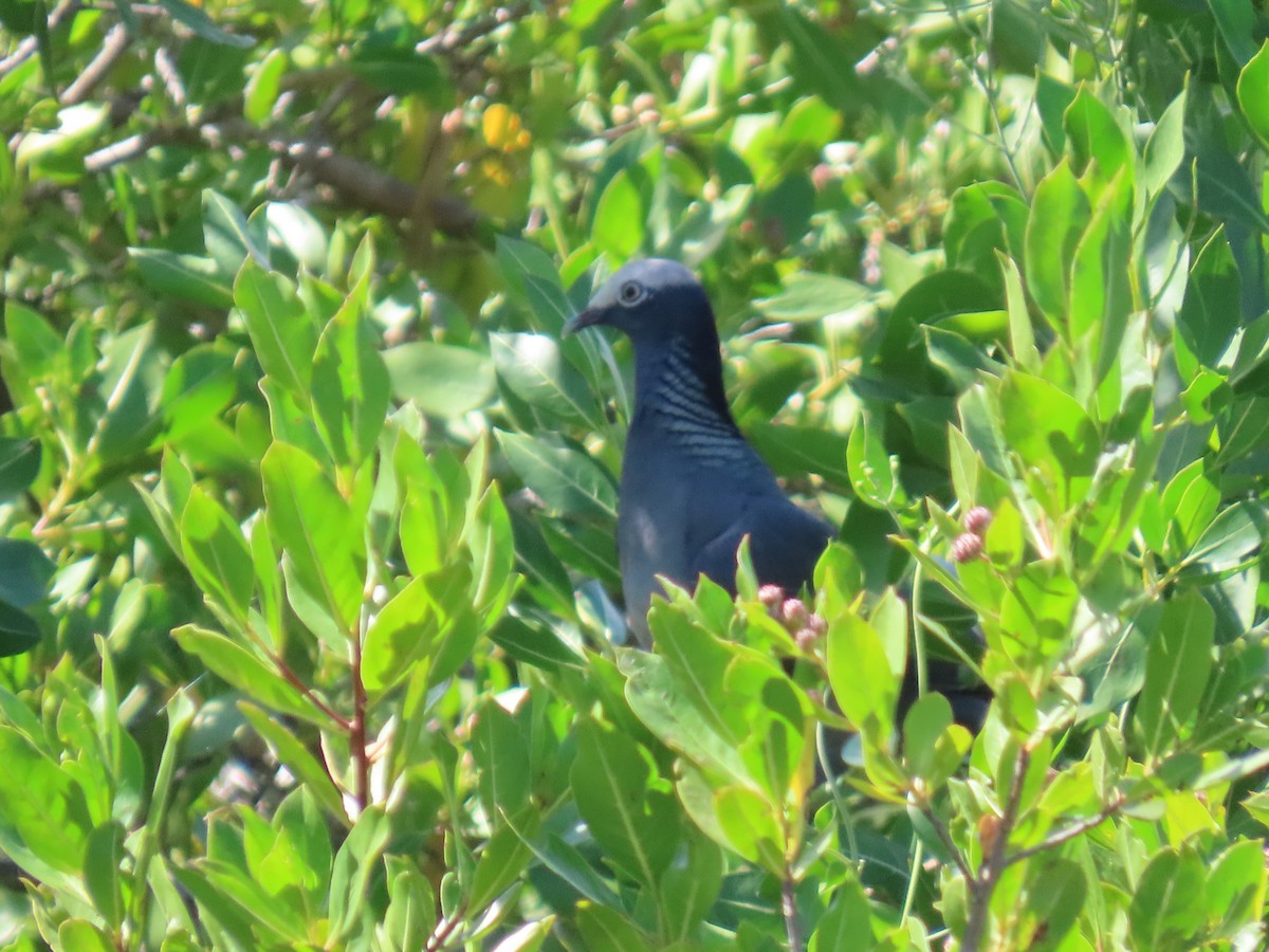 White-crowned Pigeon - ML647585499