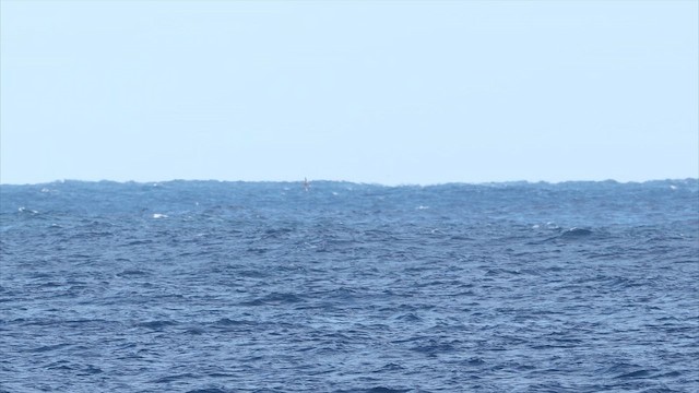 Pardela Paticlara - ML647585503