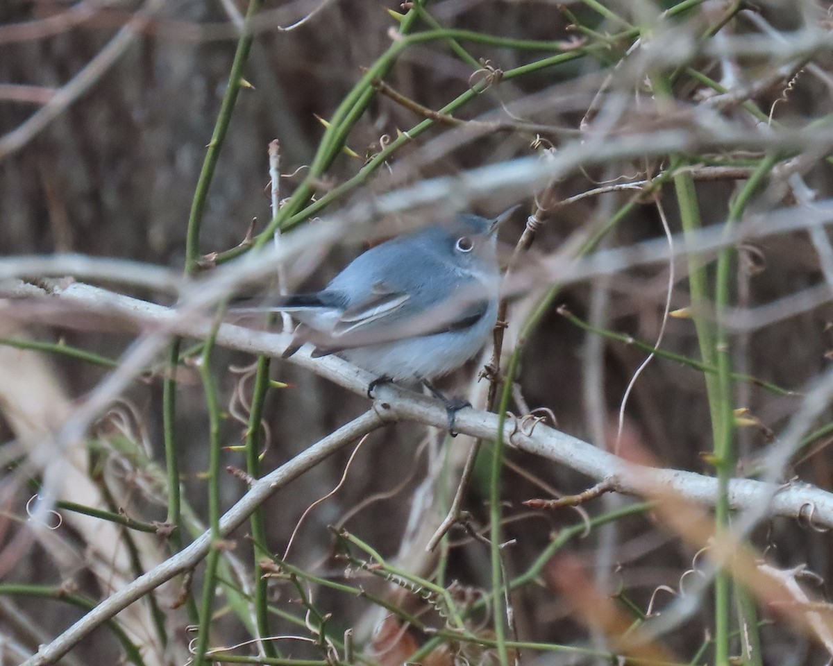 Комароловка сиза - ML647585506