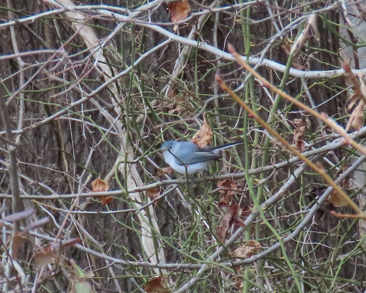 Комароловка сиза - ML647585507