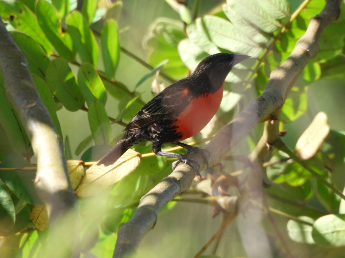 Red-breasted Meadowlark - ML647585508