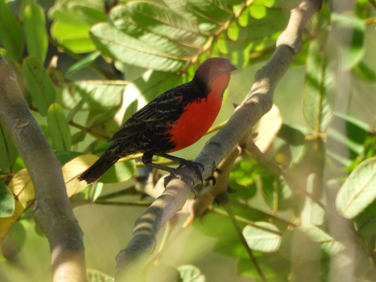 Red-breasted Meadowlark - ML647585509