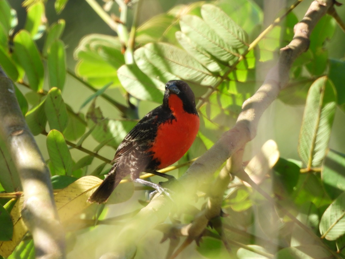 Red-breasted Meadowlark - ML647585510