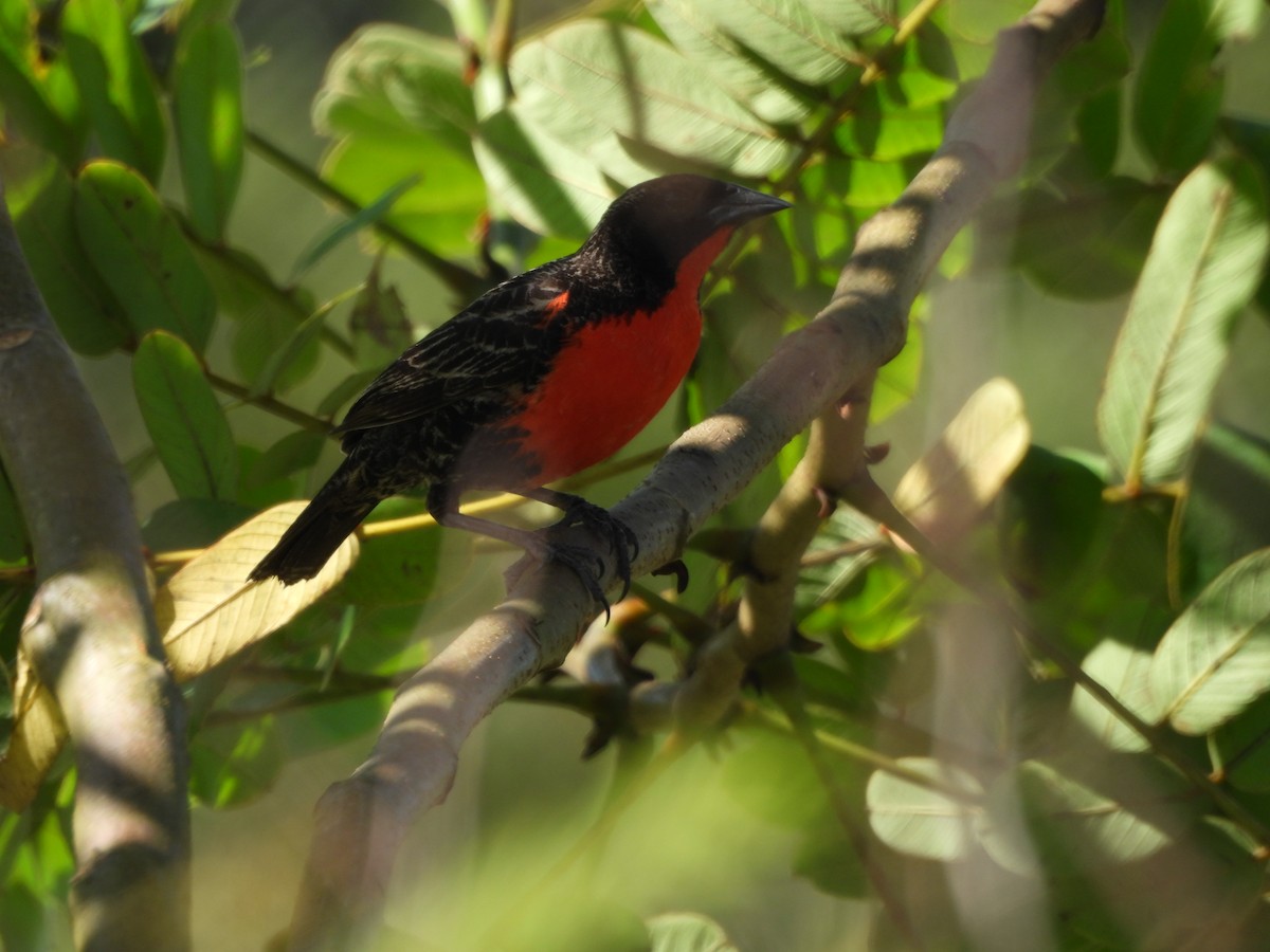 Red-breasted Meadowlark - ML647585511