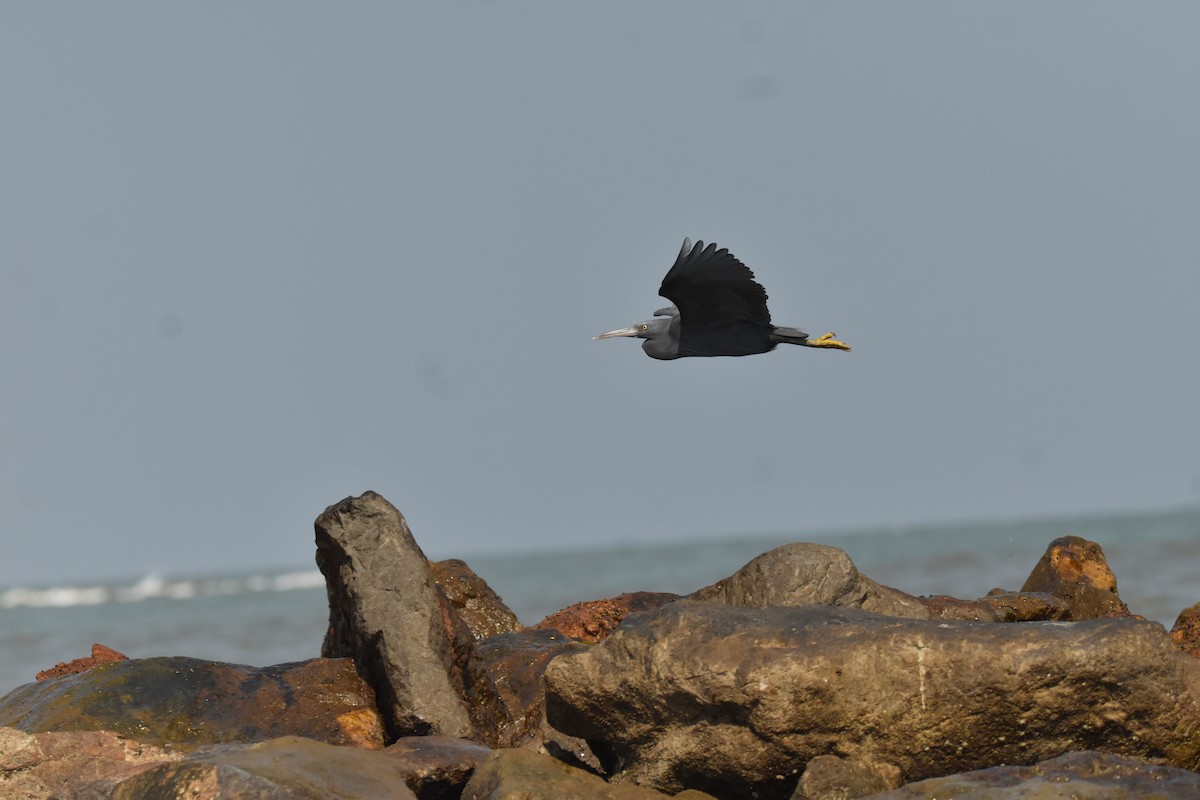 sothegre - ML647585512