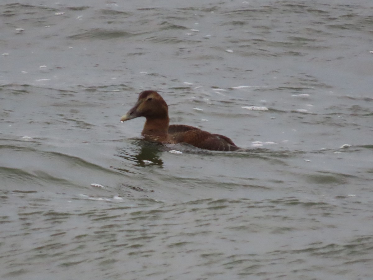 ærfugl - ML647585516