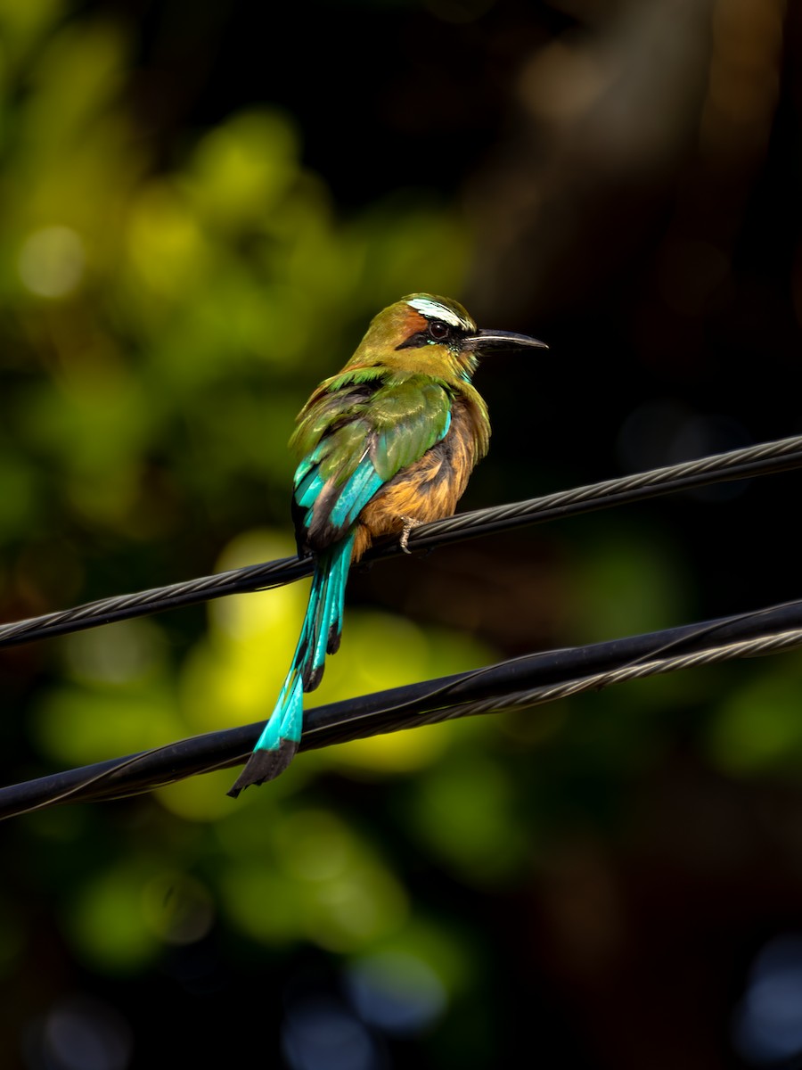 turkisbrynmotmot - ML647585517