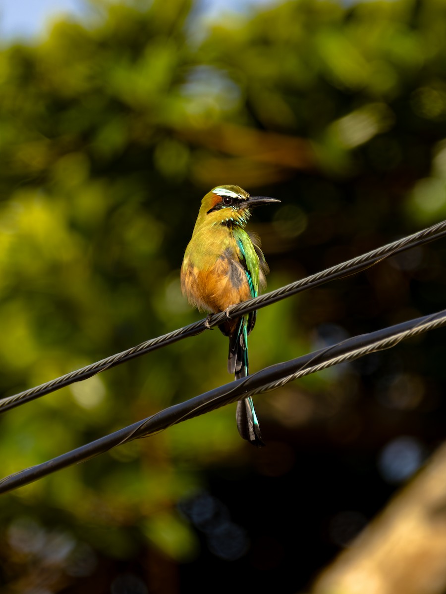 turkisbrynmotmot - ML647585518