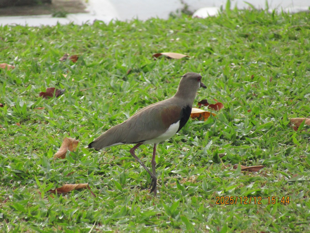 bronsevipe - ML647585519