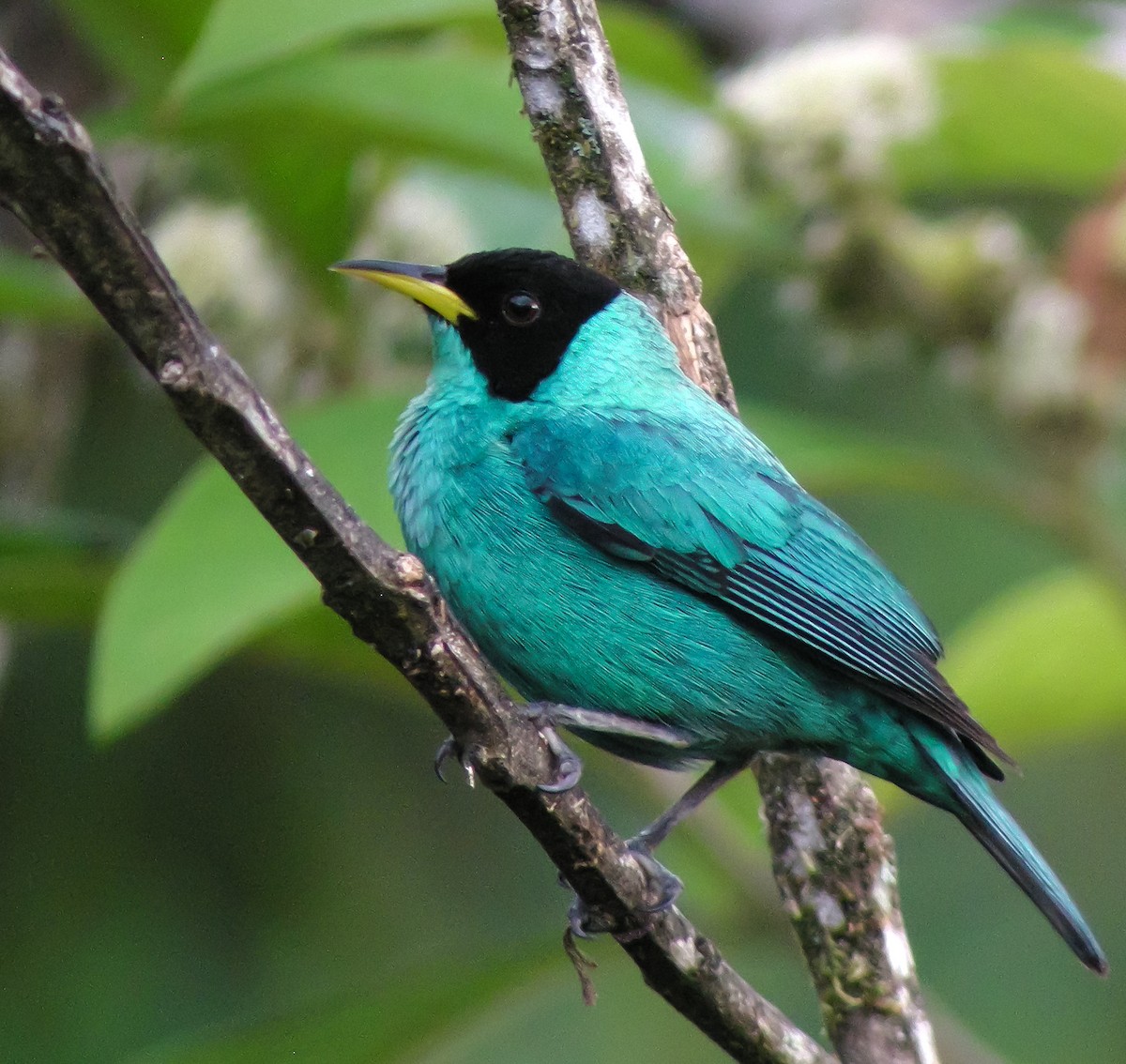 grønnhonningkryper - ML647585520