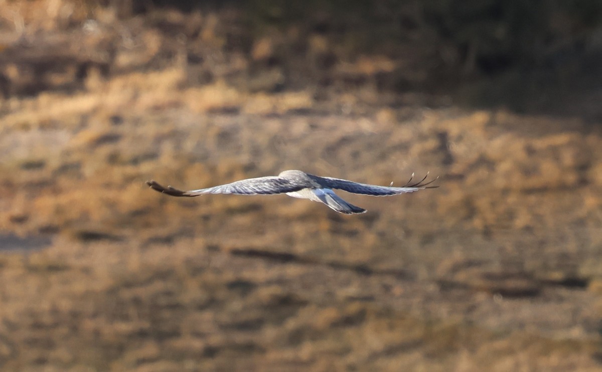 mørkmyrhauk - ML647585521