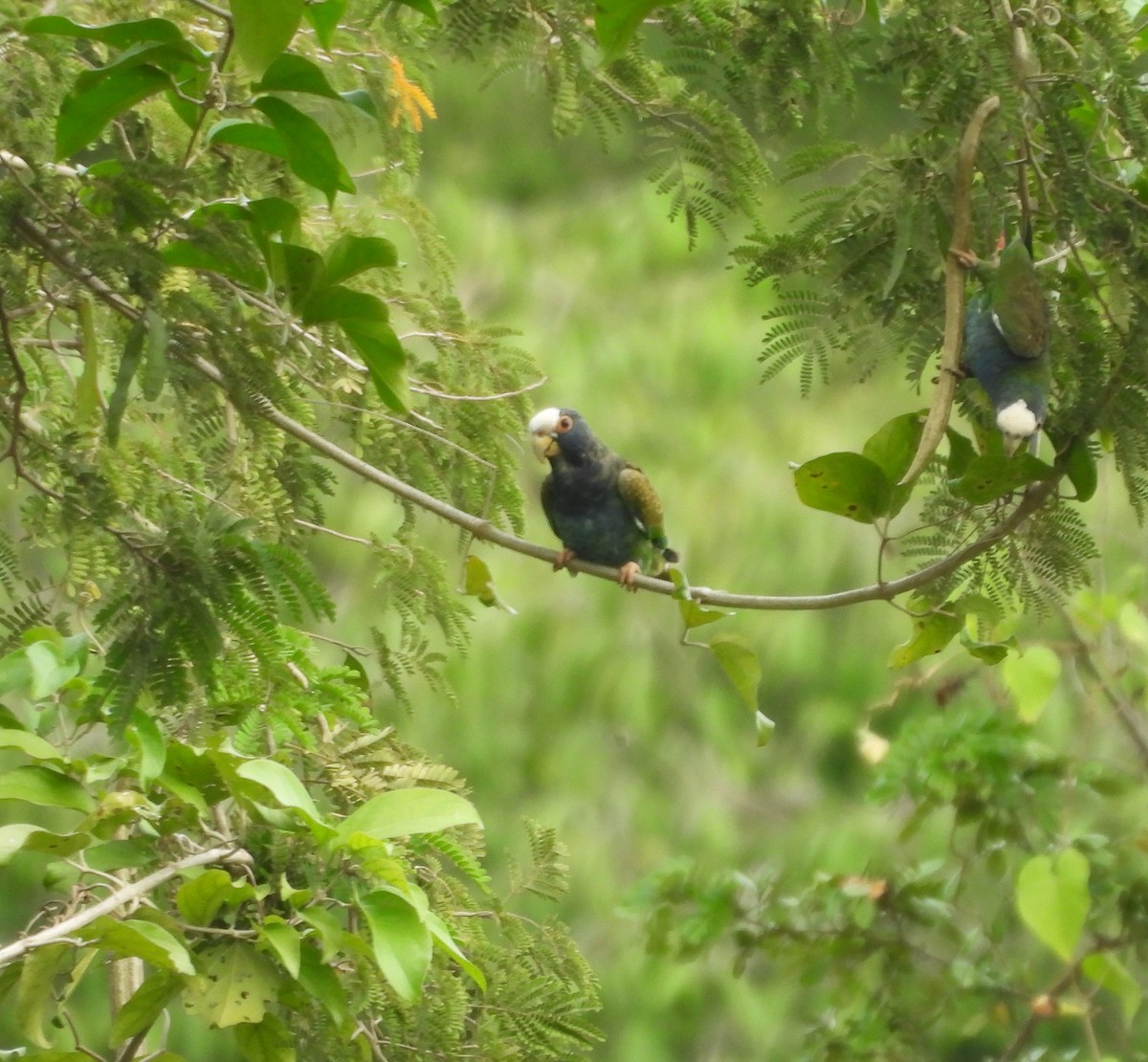 hvitkronepapegøye - ML647585522