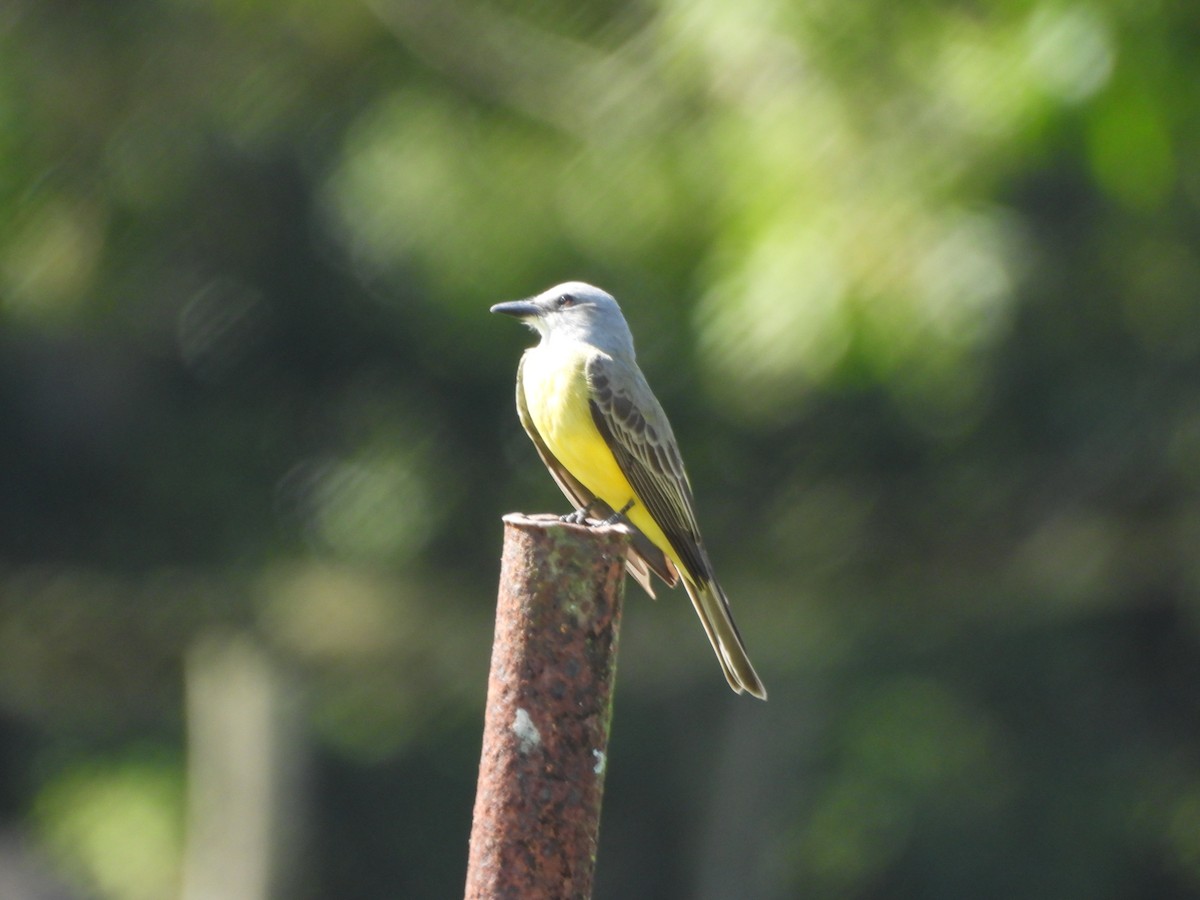 tropekongetyrann - ML647585527