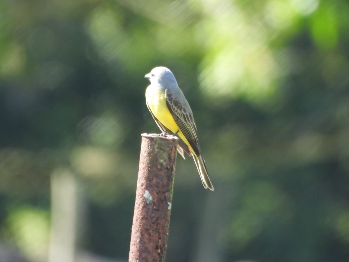 tropekongetyrann - ML647585528