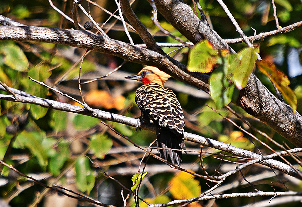 okerspett - ML647585530