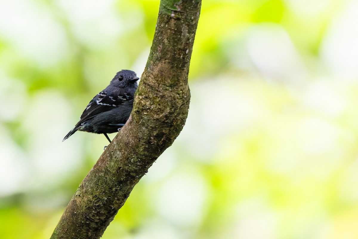 skjellryggmaurfugl - ML647585531