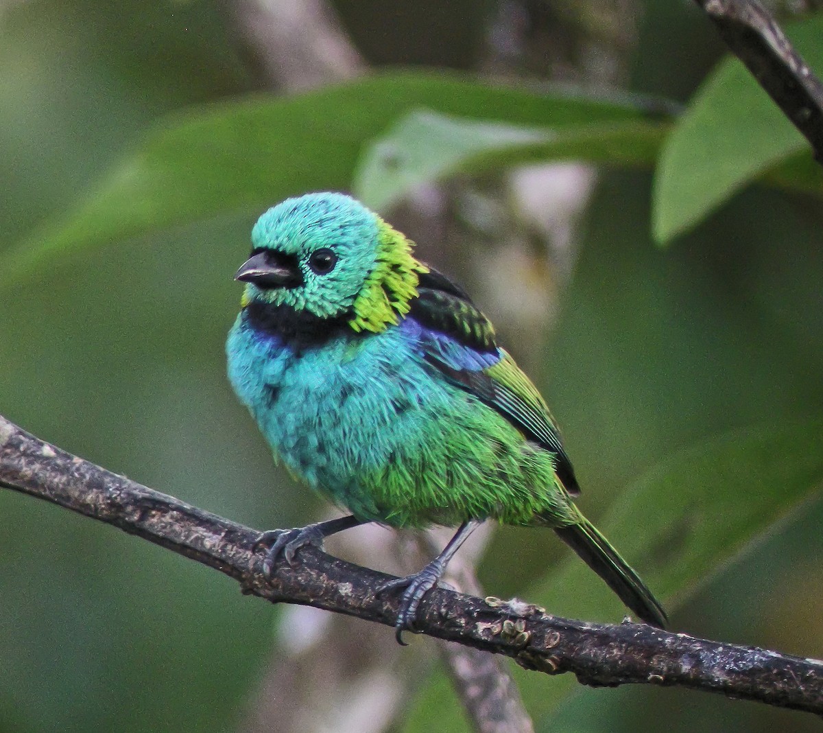 turkishodetanagar - ML647585532