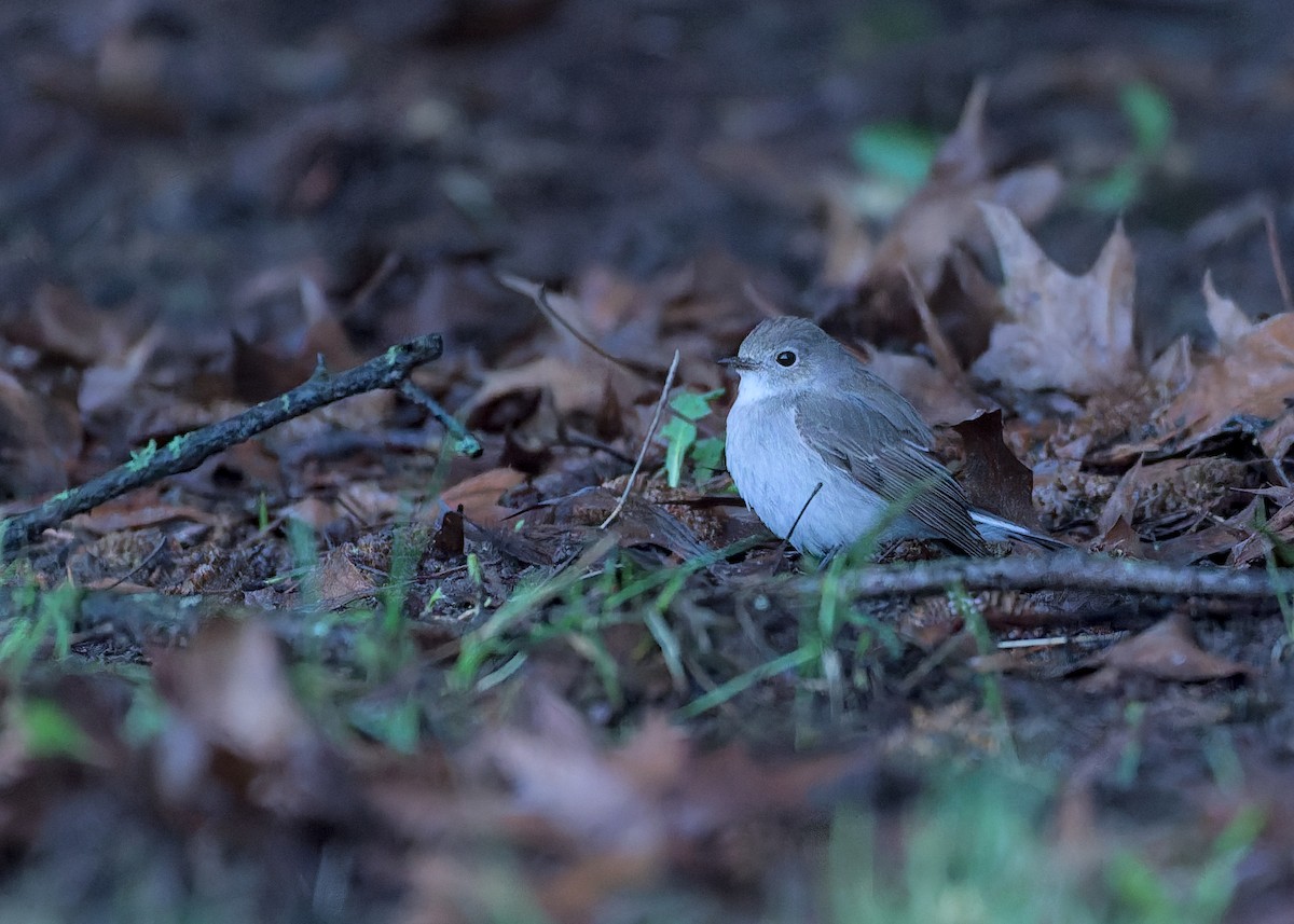 taigafluesnapper - ML647585534