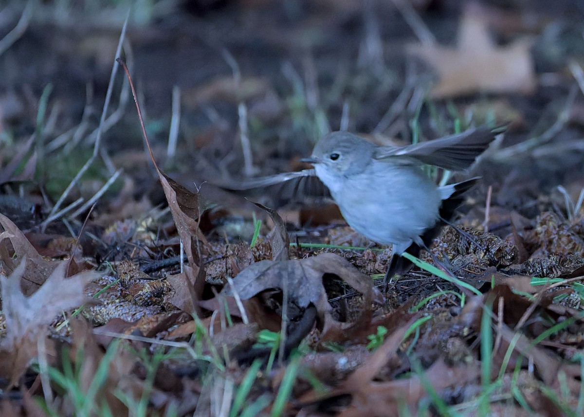 taigafluesnapper - ML647585535