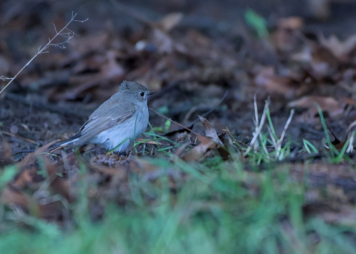 taigafluesnapper - ML647585536