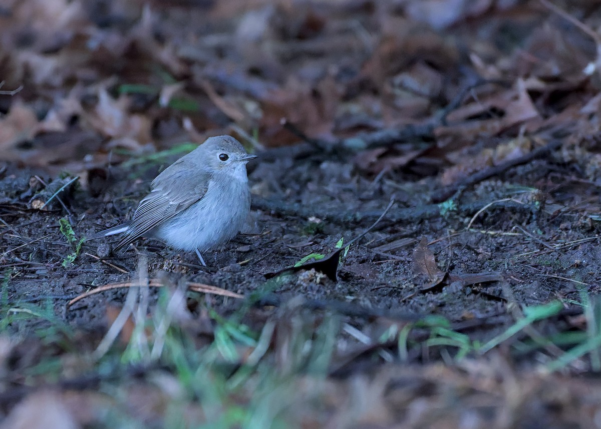 taigafluesnapper - ML647585537